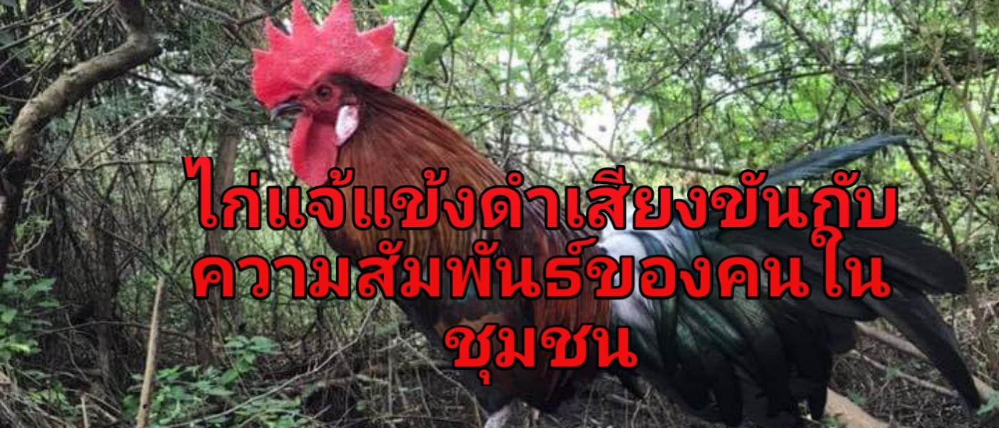 ไก่แจ้แข้งดำ เสียงขัน กับความสัมพันธ์คนในชุมชน