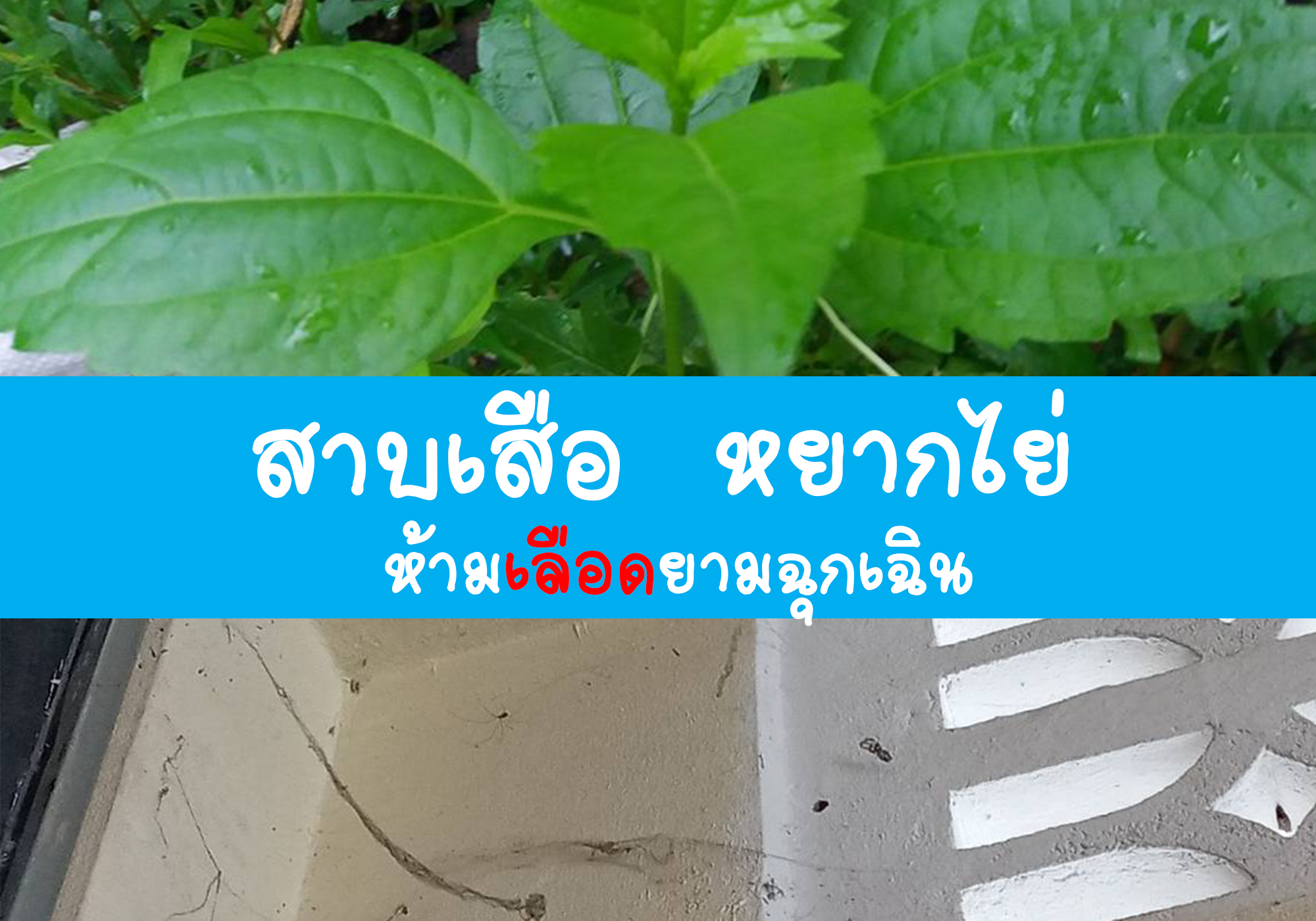 สาบเสือ หยากไย่ ห้ามเลือดยามฉุกเฉิน