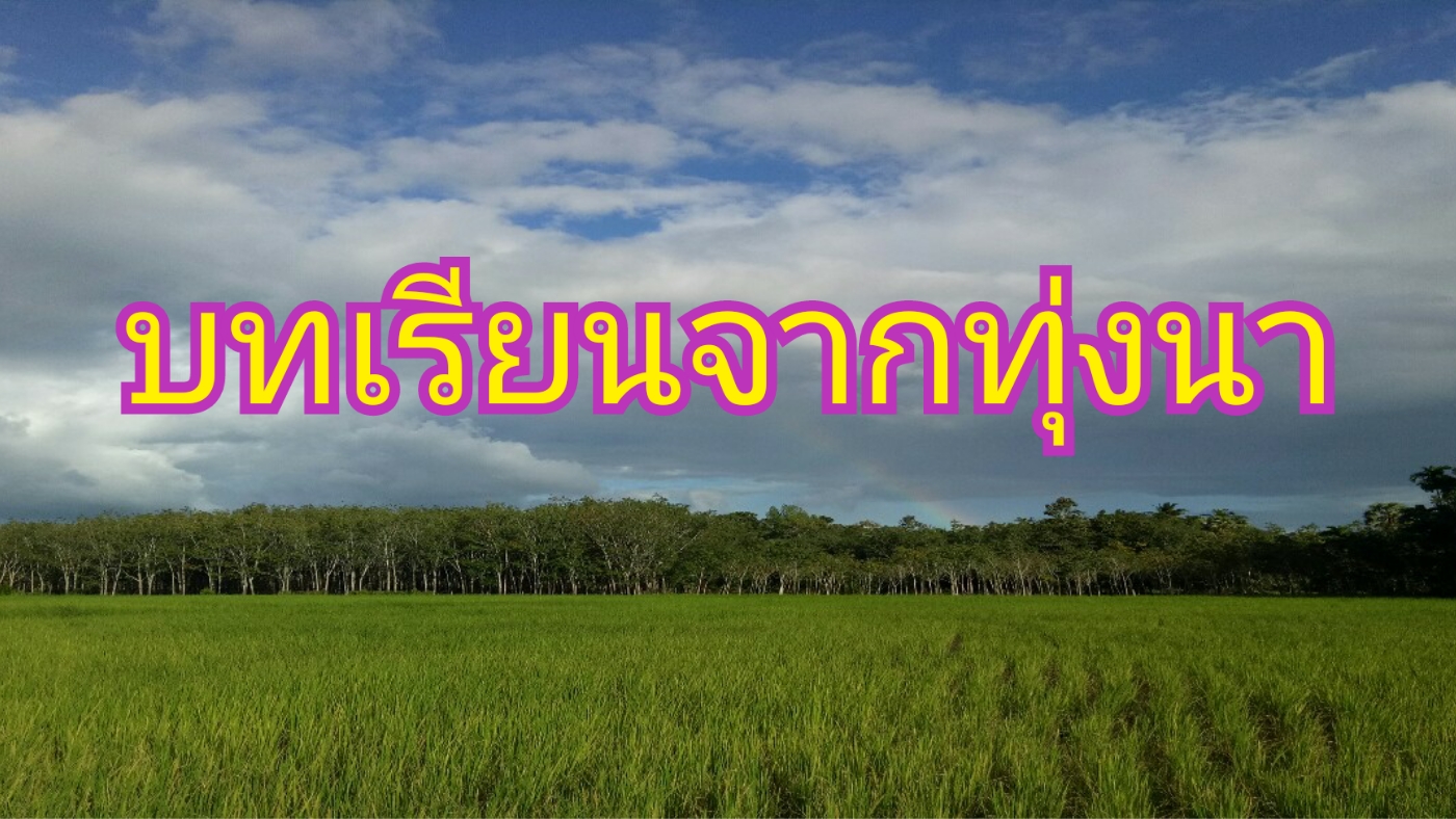 บทเรียน จากทุ่งนา 